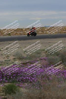 media/Jan-14-2023-SoCal Trackdays (Sat) [[497694156f]]/Turn 14 Exit Bloomig (145pm)/